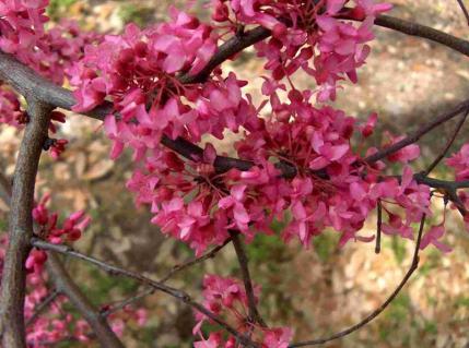 Designer: Oklahoma Redbud is an excellent small tree for lawns, courtyards or other limited space areas. It is effective planted as a specimen or in groups.