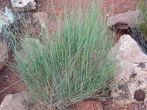 Mormon Tea Ephedra nevadensis Up to 4 tall x 4 wide Semi-Evergreen Full sun Spring General: Historically, Ephedra nevadensis was used for food and medicine by indigenous