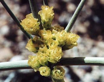 Small, paired leaves split and fall off leaving a leafless, broom-like shrub. Tiny, individual, yellow to light-brown flowers cluster together in Spring.