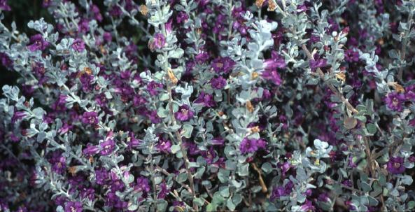 Designer: Though individual species of Sierra Bouquet make a nice addition to the garden, it is best-suited for mass plantings.