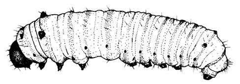 Body Length: 2 to 6 mm FIRST INSTAR Body Width: 0.5 to 1.5 mm Front Tentacles: Small bumps Back Tentacles: Barely visible Head Capsule: 0.6 mm in diameter Figure 7.