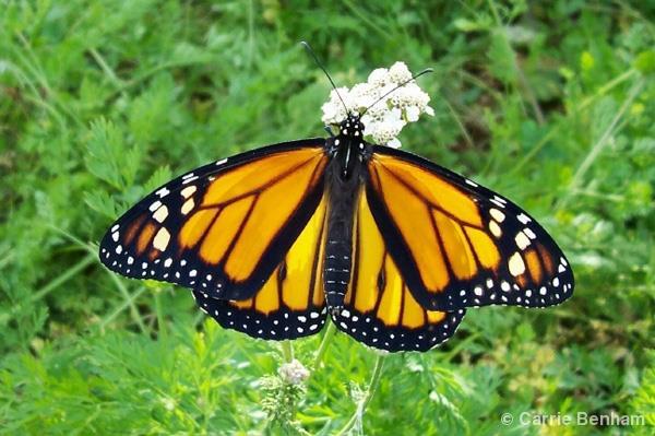 38 of 71 LESSON 1: THE MONARCH BUTTERFLY GRADE K-2 TIME (3-4) 30 minute periods of time SUBJECTS Science, Math, Reading, Engineering, Writing LESSON OBJECTIVES Students will Identify and observe
