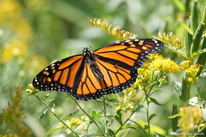 Build an insect Construct the monarch butterfly life cycle Act out the monarch butterfly life cycle Questions should be answered in the science notebooks and can be discussed in pairs, small groups