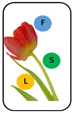 The Monarch Mission 7 of 71 WHAT TO DO 1. Pass out sorting tray with flower and hand lens/loupe to each student or pair. 2. Allow students a minute to explore. 3.