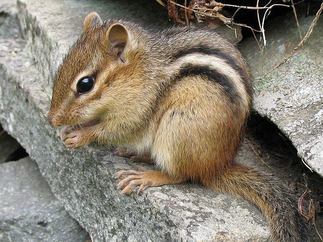 THE MONARCH MISSION 69 of 71 Empowering Students to Improve Monarch Habitat CHIPMUNK Credit: Gilles Gonthier The eastern chipmunk is found in deciduous forests, shrub habitat, forest edges and