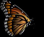 The Monarch Mission Resources B-1 APPENDIX RESOURCES Who's Who in the Study of the Monarch Butterfly Professor Dr.
