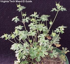 Weed of the Week By: Chuck Schuster, UME Carolina geranium, Geranium carolinianum, is typically a biennial, but can also be found growing as a winter annual.