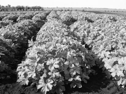 Field Options: Pre-plant Biofumigation