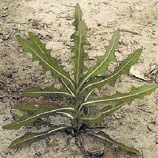 Weed of the Week By: Chuck Schuster Prickly lettuce, Lactuca scariola, is an annual, often winter annual, weed of the United States.