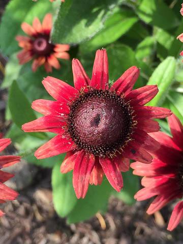 Plant of the Week By: Ginny Rosenkranz Rudbeckia hirta Cherry Brandy is one of the newest cultivars of black-eyed Susan available for the garden.