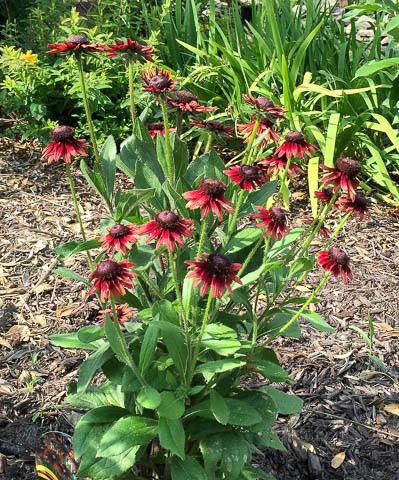 The deep green compact plants have sturdy stems that grow 2 feet tall with multiple stems topped with a 3 to 4 inch daisy shaped flower.
