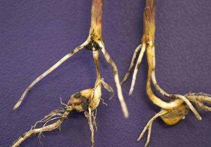 Corn: Corn is spared by most of the seedling pathogens relatively compared to soybeans as Pythium is the only common seed and seedling rot pathogen that might cause widespread problems in North