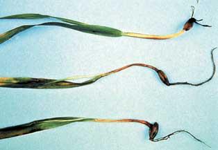 Management: Seedling blight caused by Fusarium graminearum Photo from: http://www.omafra.gov.on.ca/english/crops/pub811/14cereal.htm 1.