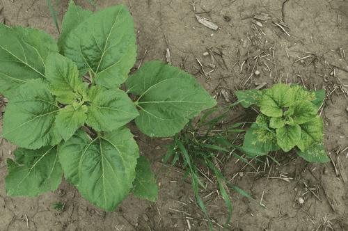 Management: Stunted plant with downy mildew infection (right) and the healthy (left). Photo: Tom Gulya 1. Resistant cultivars available. 2.