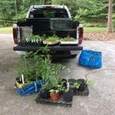 Master Gardener, Carol Hassell has been busy as Project Leader with the