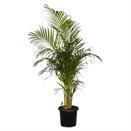 PLANTS AVAILABLE AT BUNNINGS* IMAGE PRODUCT PRICE ITEM #