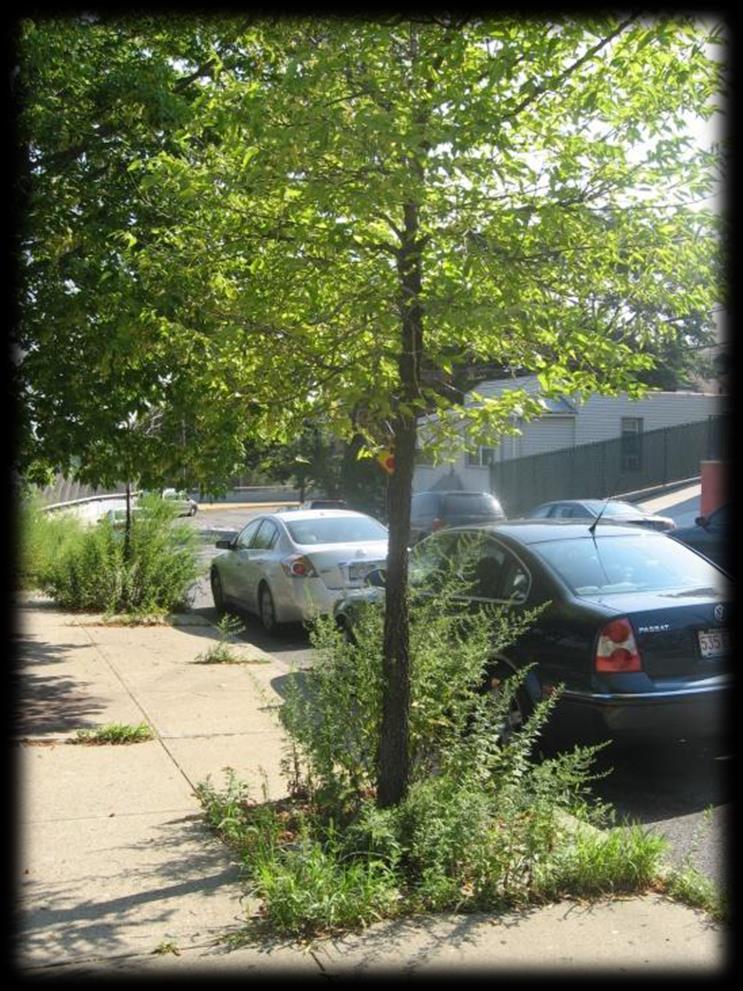 Why be an advocate for street trees?