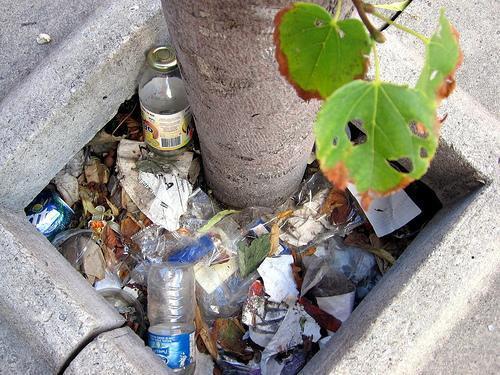 Nurture - weeds Keep the area around your tree free of trash and animal waste.
