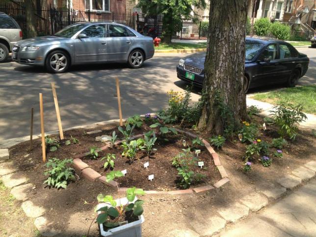 Beautify Tree bed gardening is a great way to green your neighborhood.