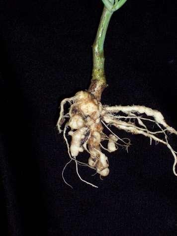 Symptoms Below ground: Root galls (club-shaped swellings) White at first, turn