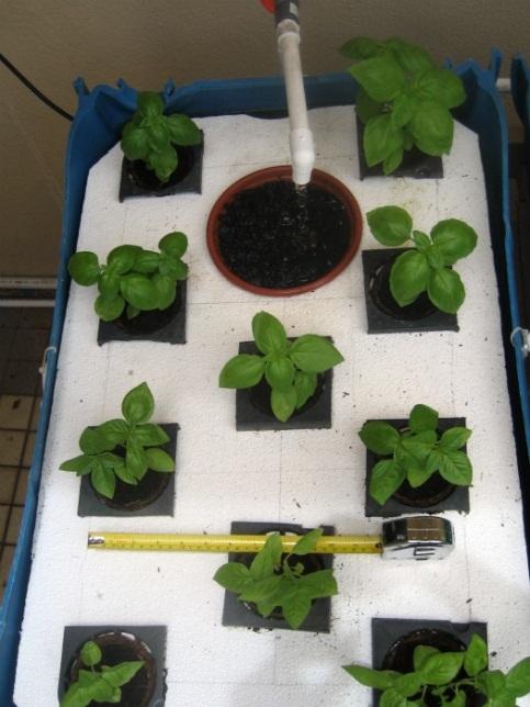 . Figure 1 A floating raft with 10 mesh pots. Figure 2 Roots coming through the mesh pot into nutrient rich water.