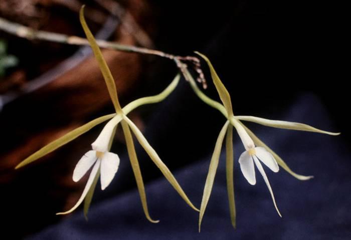 Orchid Facts Epidendrum (Epi) is the largest new world tropical orchid genus and the second largest in the orchid family. This genus was named by Carolus Linnaeus in 1763.