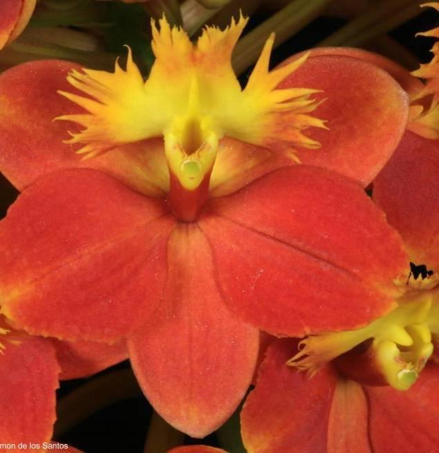 Epidendrum unnamed hybrid 'Heat Stroke' (Epi. Sun Valley x Epi.