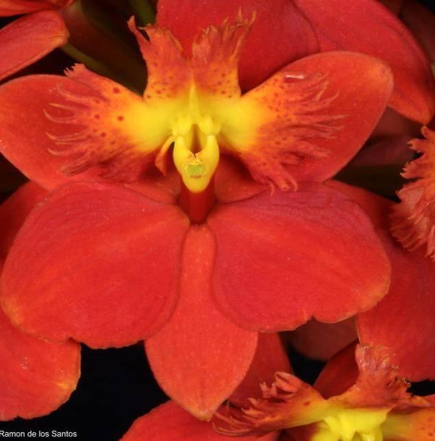 OS Show Epidendrum un-named hybrid 'Red Orb' (Epi. Pacific Glory x Epi.