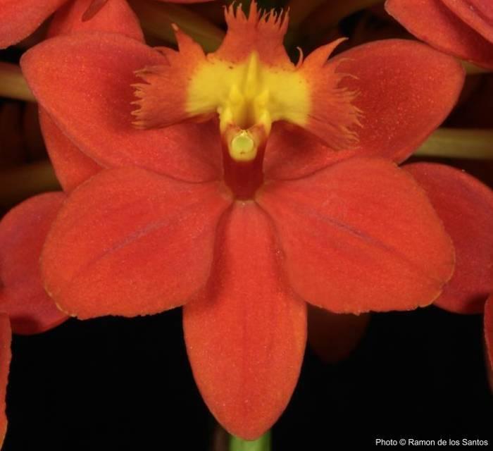OS Show Epidendrum unnamed hybrid 'Fireball' (Epi. Sun Valley x Epi.