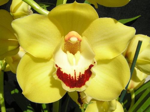 Orchid Greenhouse Tour Santa Clara Valley Orchid Society Saturday May 1, 2010 9:00 a.m-2:00 p.m. Public Invited!