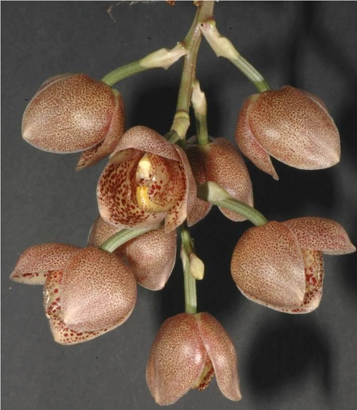 Ann Stuart sent in this Bulbophyllum arfakianum; this is related to the more commonly seen Bulb. grandiflorum or Bulb.