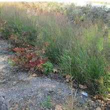 Stormwater is filtered through rain garden media and infiltrated into the underlying soil and/or slowly released back to the existing sewer