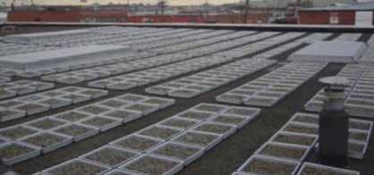 Rainwater detained by blue roofs is typically then slow released to the roof drains and/or removed through evaporation to the atmosphere, especially during warm, sunny weather.