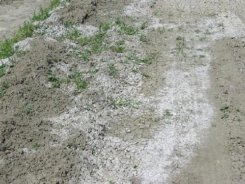 crusts on soil surface (sodic) Slick spots