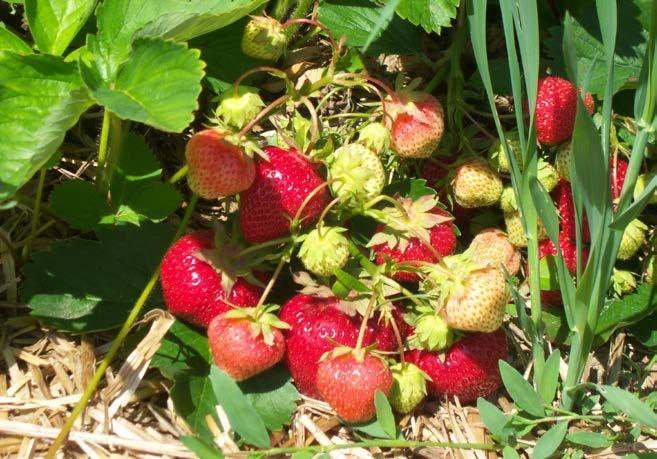 Production Systems for Strawberries June bearing (Short day)