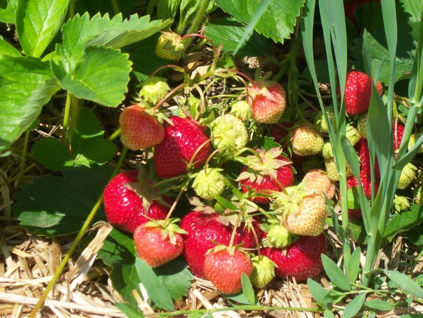 Yield of June bearing Strawberries Plants flower in April to May Fruit mature 26 to