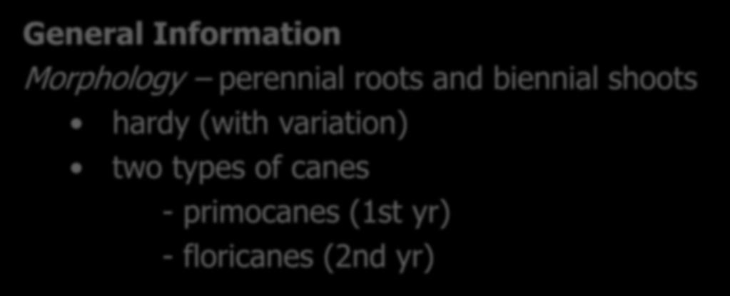 Brambles General Information Morphology perennial roots and biennial shoots