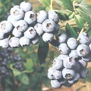 Blueberries Soil