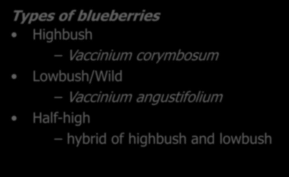 Blueberries Types of