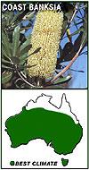 Muffett' pittosporum (Pittosporum tobira 'Miss Muffett'), rosemary (Rosmarinus officinalis), coastal correa (Correa alba), pimelea (Pimelea linifolia), isolepis (Isolepis nodosa), New Zealand flax