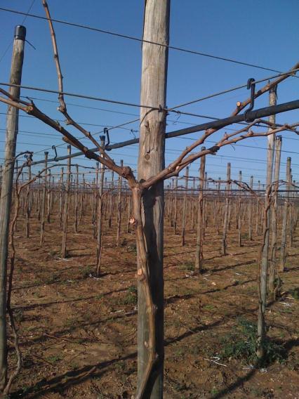 Cultural Practices - Pruning Aims of Pruning: Establish and maintain vine in a form that will facilitate vineyard management Produce fruit of a desired quality Regulate the number of shoots and