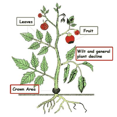 Can affect: Leaves Fruits Stems Roots Vascular Tissue Only leaf diseases are