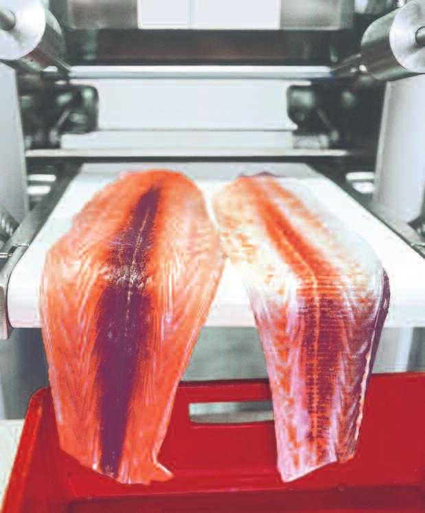 skinning results n special, hard fish pressure unit with adjustable counter weights n infeed conveyor and output conveyor; can be removed within seconds without any tools; ribbed surface n foot