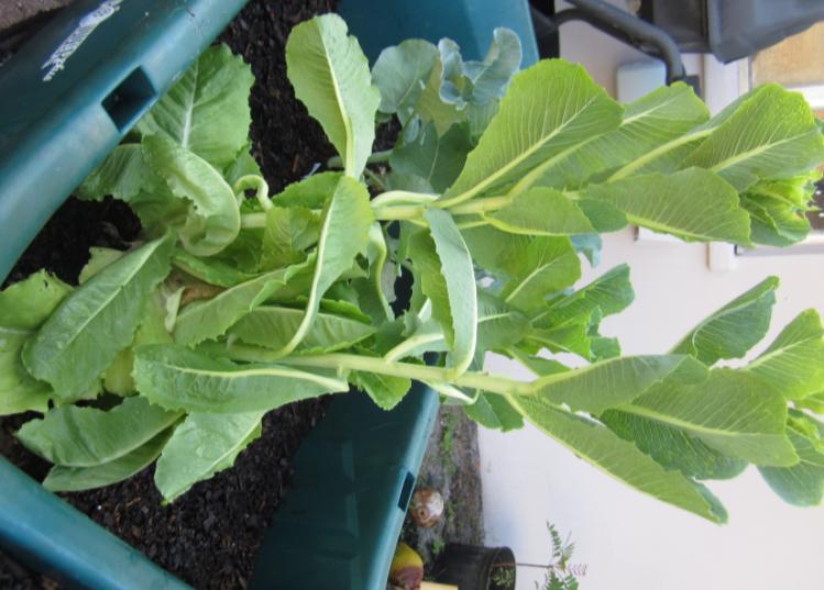 Melons Mustard Greens * Salt Tolerant Adapted from the Florida Vegetable Gardening Guide and Growing