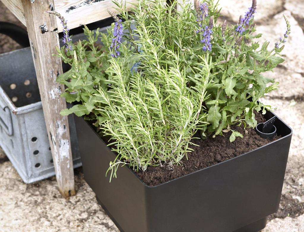 We have also launched a new, spacious square Paulina pot in black recycled plastic, with the signature self-watering