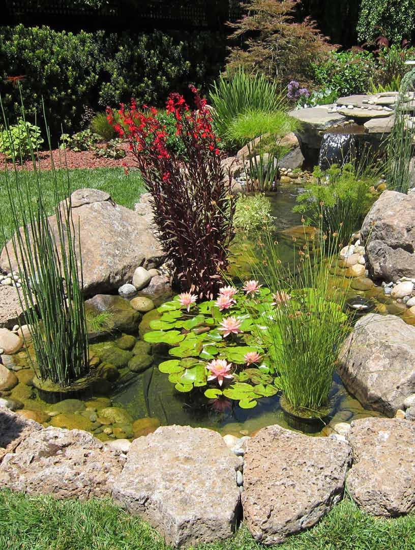 Santa Clara Valley Koi & Water Garden Club