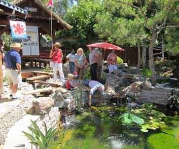 They have several attractive, mature koi and the pond is complemented by a lovely back yard setting.