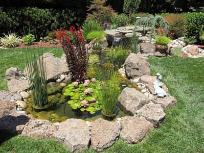 Pond Tour - Continued Renee & Mike Shannahan s San Jose water garden pond is an absolute jewel in a beautiful back yard setting.