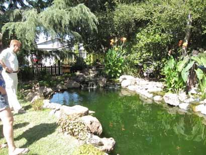 Brian and Tamaryn s Los Gatos pond impressed visitors with its beautiful integration with the patio, trees and shade patterns of its corner