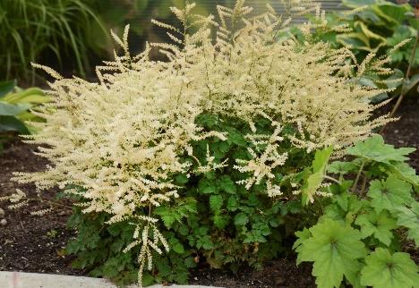 Chantilly Lace Aruncus hybrid Landscape Info: Features & Benefits: USDA zone: 4-9 This colorful perennial produces fragrant, double coral pink blossoms atop a tight, compact mound of bluegreen